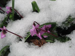 1024px-Cyclamen_coum_in_melting_snow2