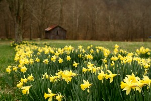 Barn-wildflowers-spring-daffodil_-_West_Virginia_-_ForestWander